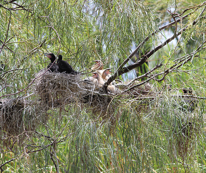 Cormorant and darter chicks in nests in tree, showing a breeding respons to flows in the Gwydir catchment. 