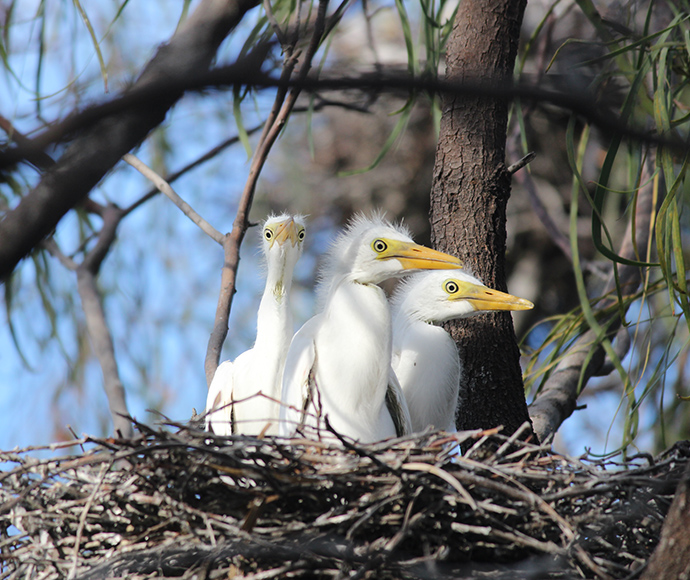 Three egret chicks in a nest made of branches