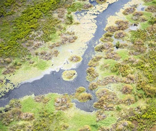 View from above of an ibis rookery to the north of the  lower Merrimajeel floodplain