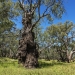 Large old dark knobbly tree