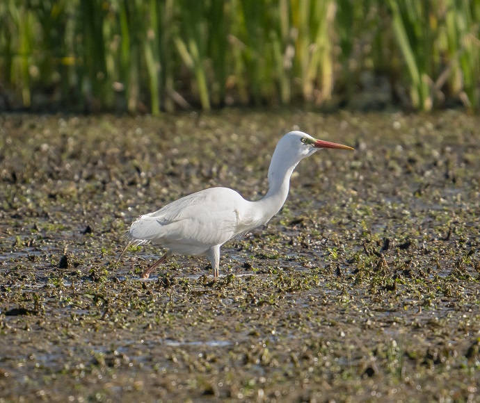 An egret (a white bird) wades in the Macquarie Marsh with water reeds in the background