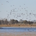 Flock of birds at Tuckerbil Swamp near Leeton