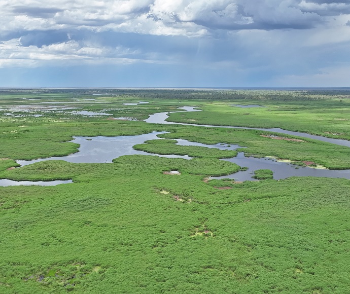 Aerial view of reed bed, Great Cumbung Swamp
