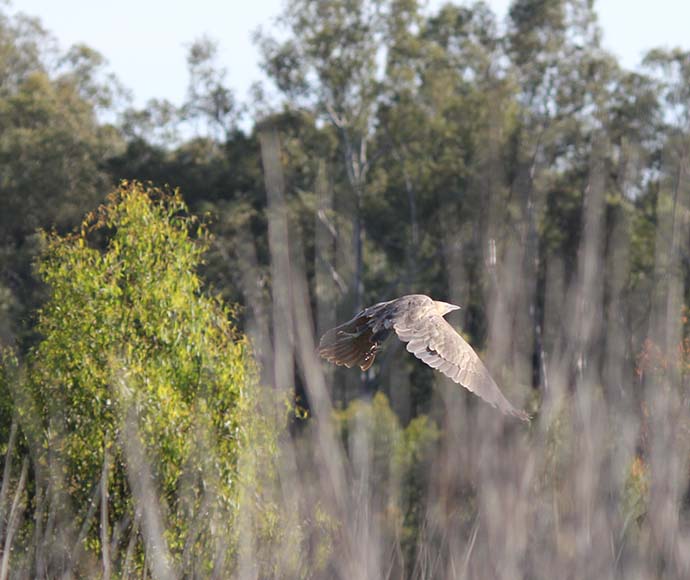 The endangered Australasian bittern (Botaurus poiciloptilus) has been heard calling in the Gulpa Creek Wetlands.