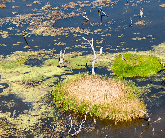 Flooded reedbeds, Gwydir wetlands