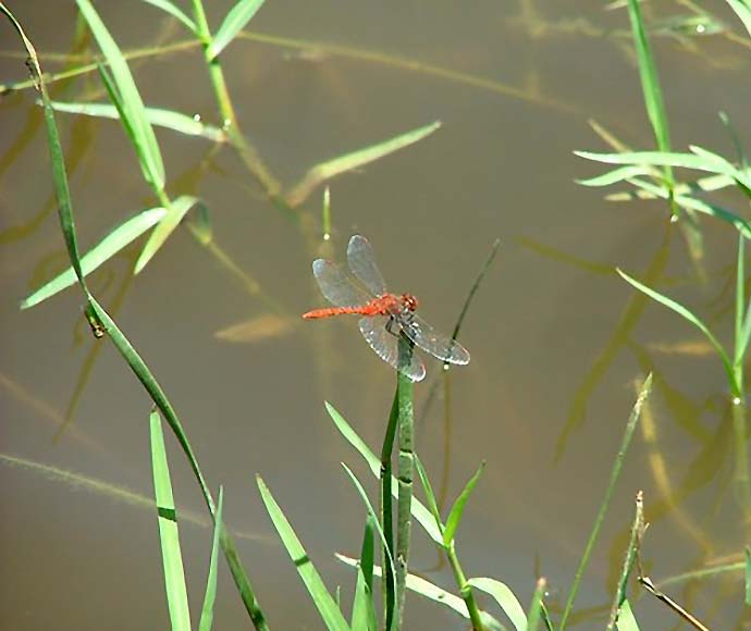 Dragonfly, Whittakers Lagoon along Mehi River, Gwydir