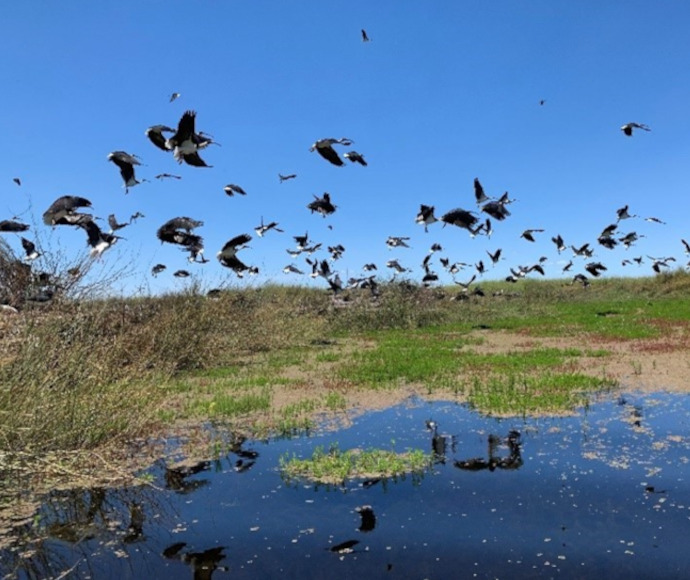 A flock of straw-necked ibis take flight over wetlands near Booligal in summer 2022–23