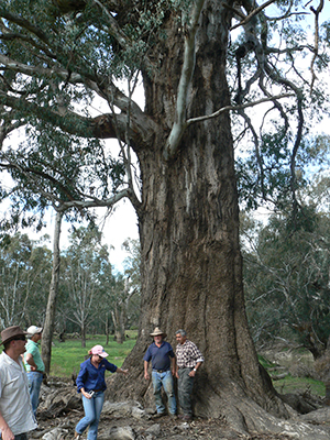 Landholders in the Lachlan valley inspect a Booberoi big tree