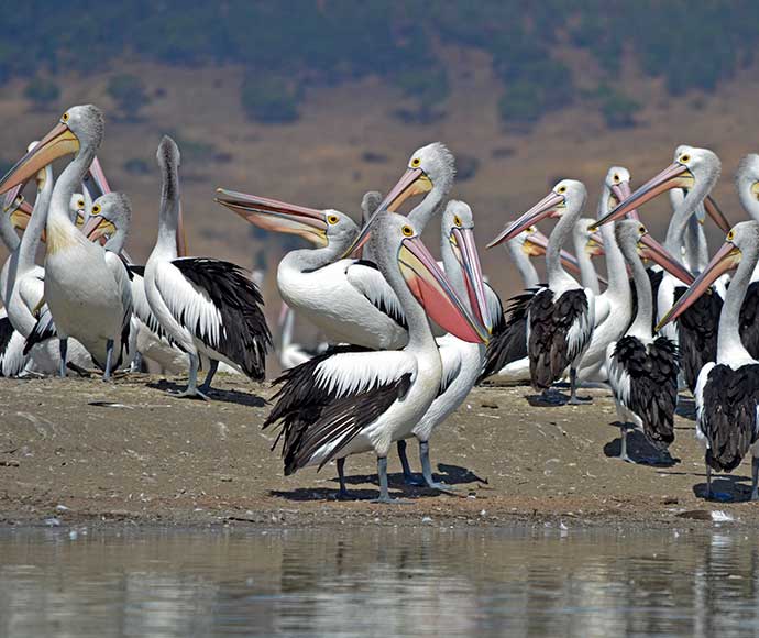 A colony of Pelicans at Lake Brewster NSW, on an earthen bank with water in the foreground.