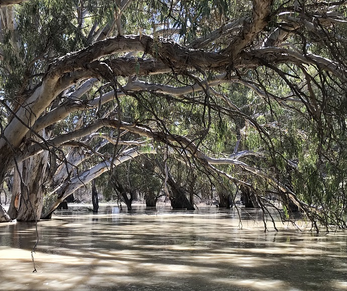 River red gum arching over the bank of the Lower Darling Baaka in Kinchenga National Park
