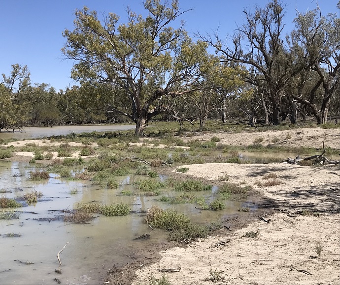 Lower Darling Baaka flows filling low lying areas of the floodplain near junction of Talyawalka Creek and Charlie Stones Creek