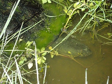 Long-necked turtle (Chelodina longicollis) in the Macquarie Marshes.