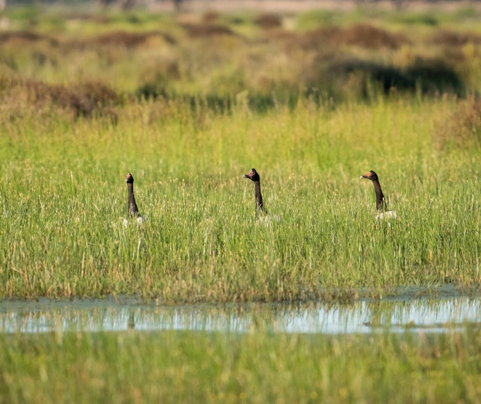 The heads of three geese popping up through the reeds, Macquarie Marshes