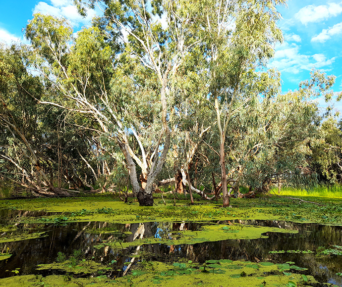 Ginghet Creek at Cresswell - Macquarie Marshes NR