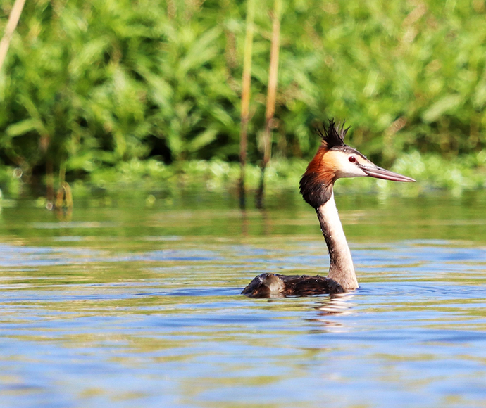 Great crested grebe (Podiceps cristatus) - Macquarie Marshes