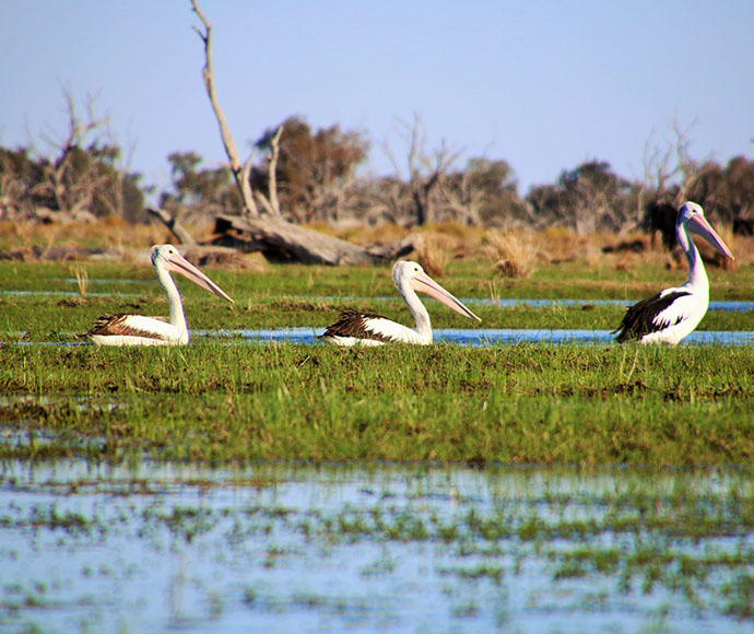 Pelicans, Macquarie Marshes Nature Reserve