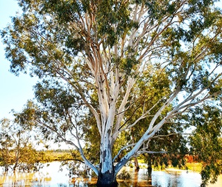 River red gum (Eucalyptus camaldulensis) - Macquarie Marshes