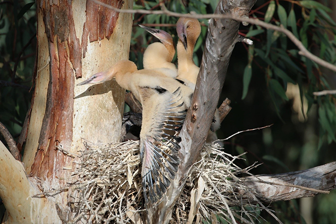 Australasian darter chicks, Anhinga novaehollandiae. 