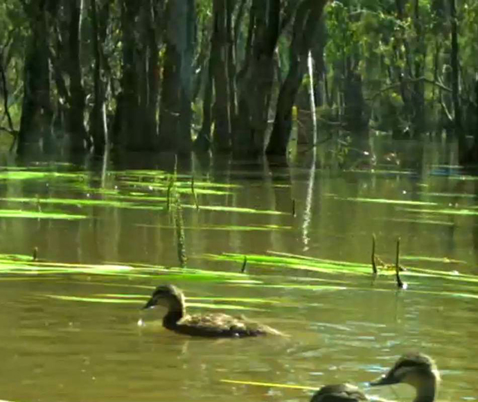 Still from timelapse video of Caldwell's Waterhole 2016 flood