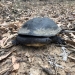 Eastern long neck turtle next to forest road
