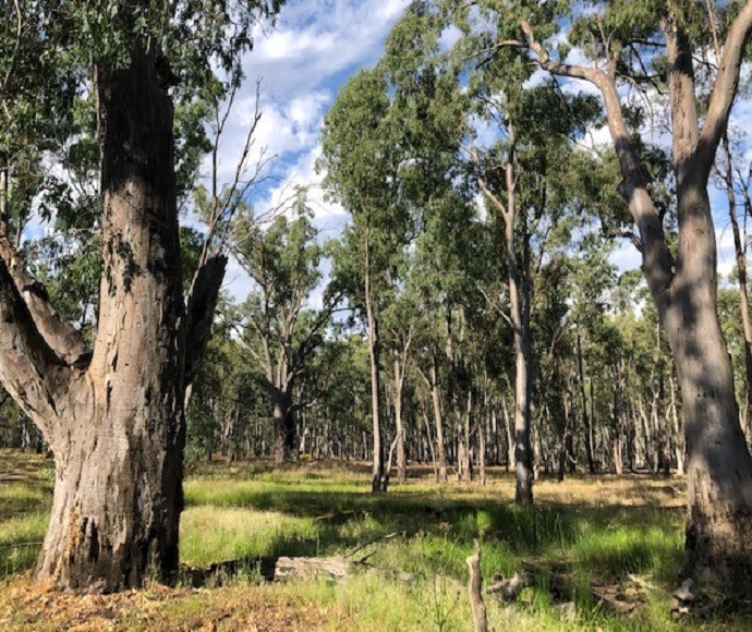 Large trees and grassy meadow in eastern Millewa