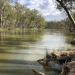 A full bank in Murray River, downstream from Fisherman’s Bend