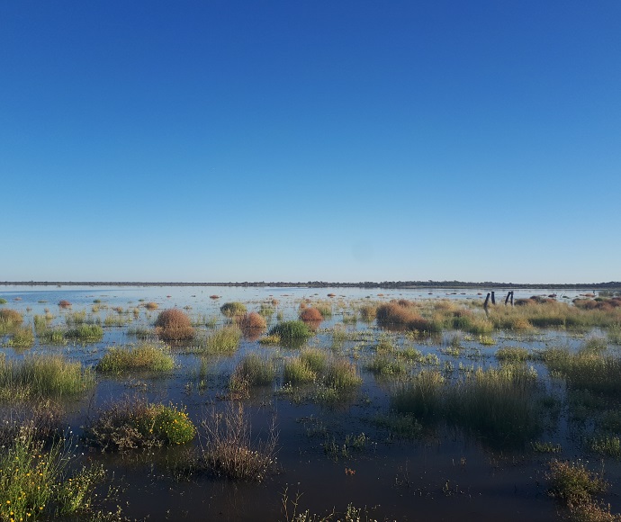 Small tufts of grasses and reeds showing above the lake waters with blue sky in the background in Narran Lake Nature Reserve when it was in flood in April 2021
