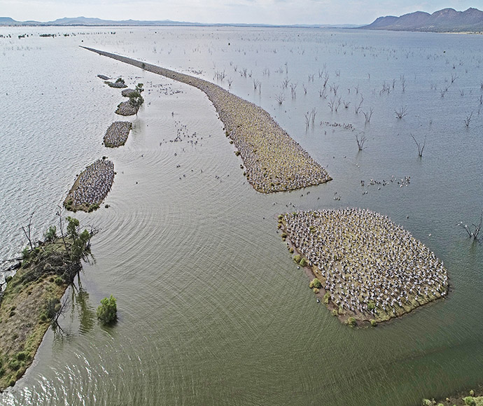 Aerial view of Lake Brewster pelican colony, January 2022.  