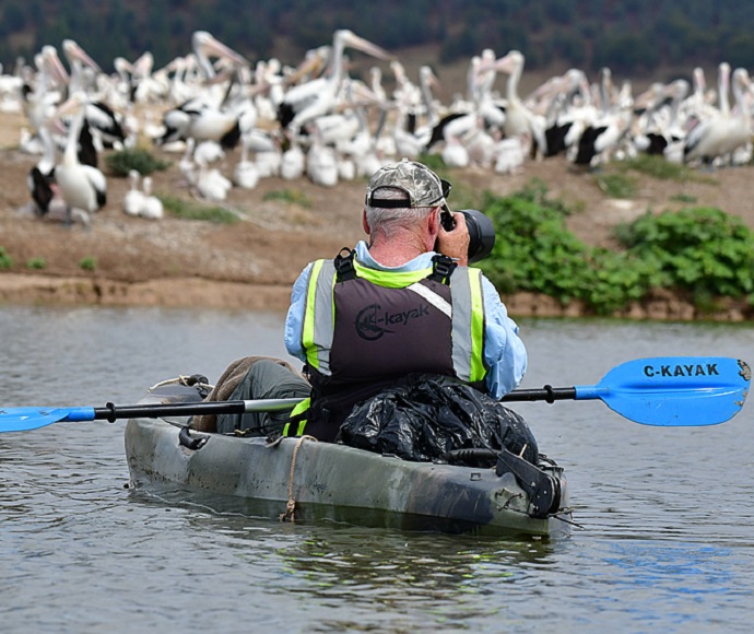 Man in kayak on Lake Brewster photographing pelicans on the shore
