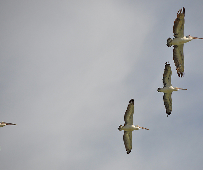 Pelicans (Pelecanus conspicillatus) soar over wetlands in the mid-Murrumbidgee