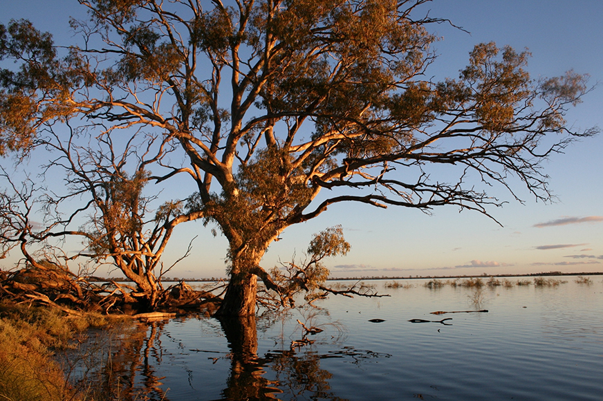 Majestic river red gum (Eucalyptus camaldulensis) overlooks Yanga Lake