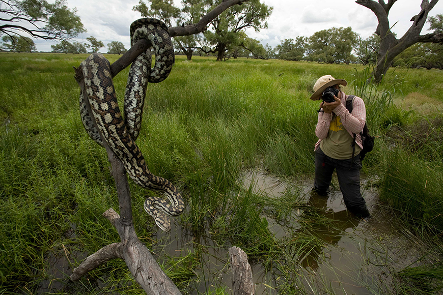 Capturing the moment with a carpet python (Morelia spilota) in a tree branch near a researcher