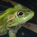 Southern Bell Frog (Litoria raniformis)