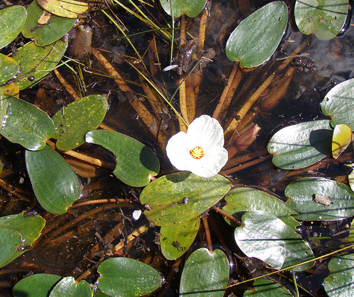 A swamp lily (Ottelia ovalifolia) in bloom after environmental watering