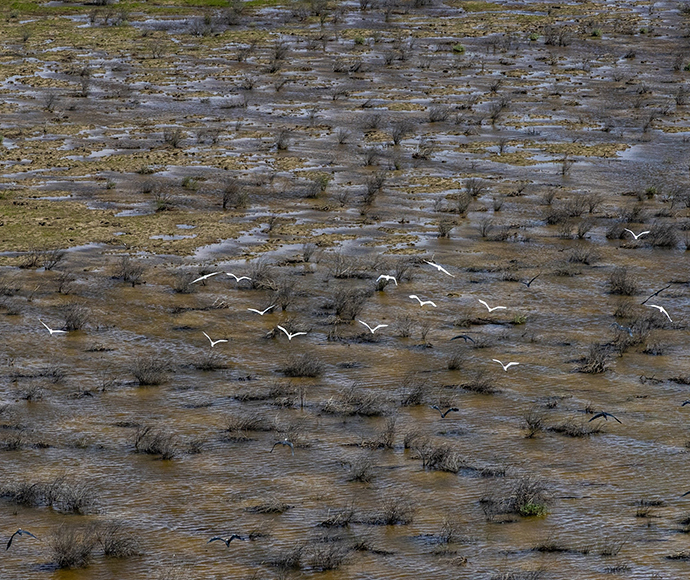 Birds on the western floodplain, Toorale National Park