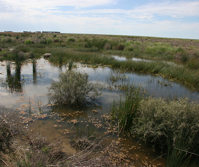 Vegetation reponds to environmental water at the lower end of Merrijameel Creek