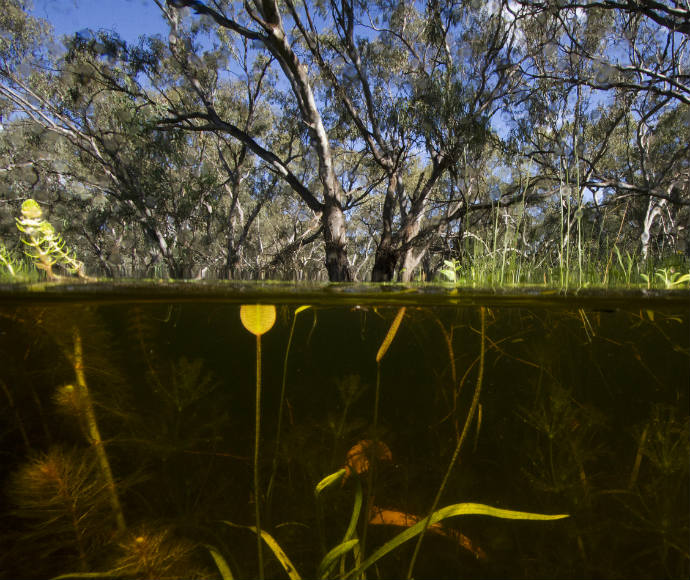 Underwater reeds and river red gums, aquatic ecosystems Macquarie Marshes Nature Reserve wetland