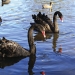 Black swan (Cygnus atratus) adult and Pacific black ducks (Anas superciliosa)