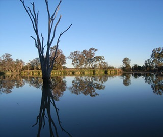 Tree standing in a wetland water body
