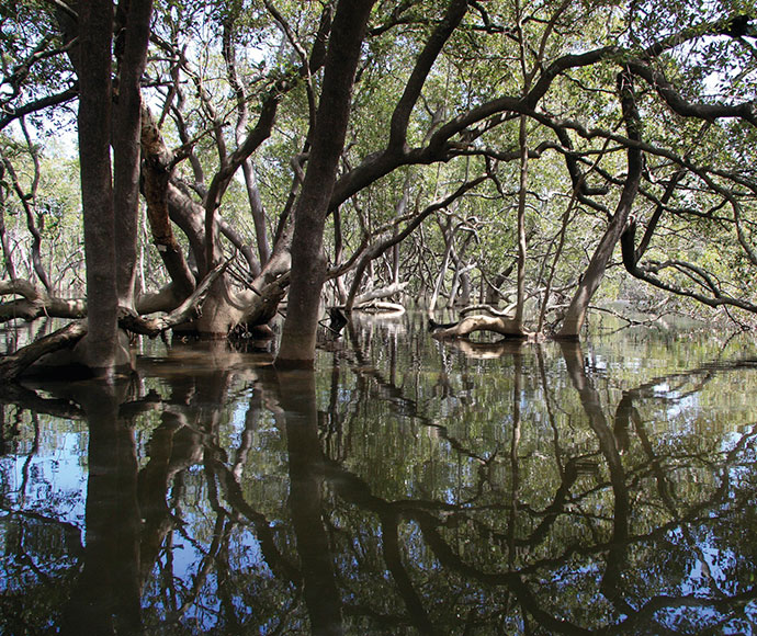 Mangrove trees with the river in flood
