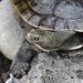 Murray turtle (Emydura macquarii)