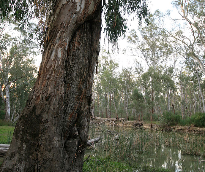 A scarred tree near a water body