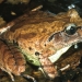 Stuttering frog (Mixophyes balbus)