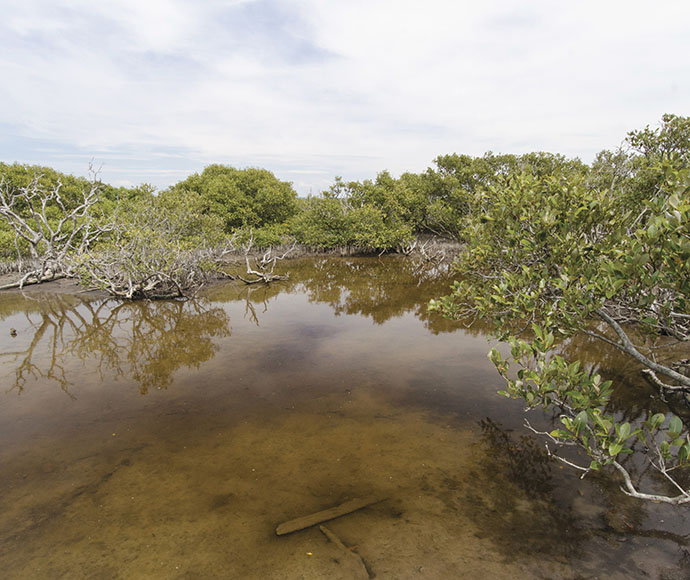 Mangroves, mudflats