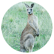 Eastern grey kangaroo (Macropus giganteus) south of Colo Heights