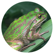 Green and golden bell frog (Litoria aurea) east of Parramatta
