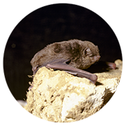 Large bent-winged bat (Miniopterus orianae oceanensis) west of Picton