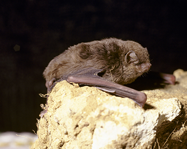 Large bent-winged bat