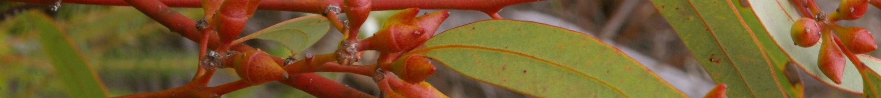 Biodiversity certification