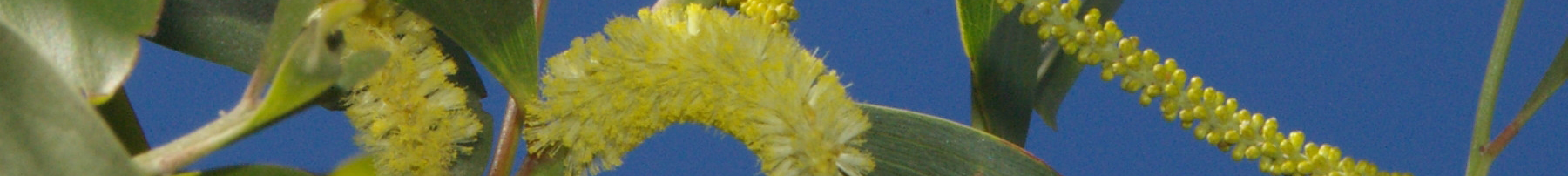 Acacia blakei